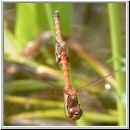 Sympetrum vulgatum - Gemeine Heidelibelle 03.jpg